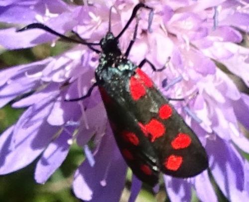 Zygaena filipendulae